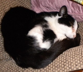 Meow taking a nap, Dec. 2011